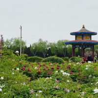 Peony Garden in spring