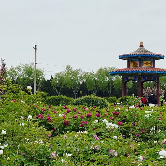 Peony Garden in spring