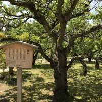 日本三大名園之一 兼六園