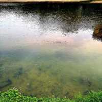 Guanlan Wetland Flower Park