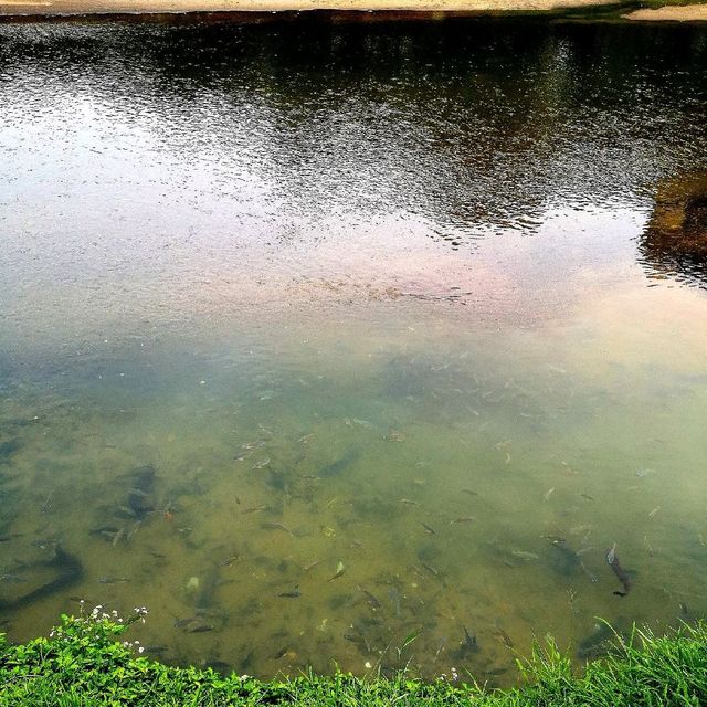Guanlan Wetland Flower Park