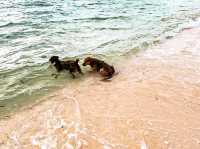 Camotes Island!