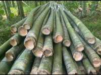 Bamboo forest in Moganshan.