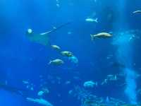【沖縄】美ら海水族館