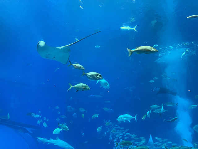 【沖縄】美ら海水族館