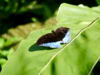 Kuala Lumpur Butterfly Park - KL, Malaysia