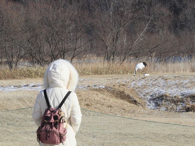 日本北海道鶴居·伊藤