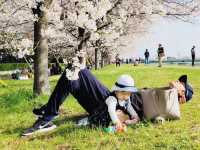 Cherry blossom season is coming again, I really want to go and see the Tamagawa River of the past.