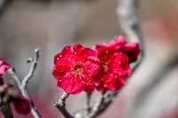 【Kyoto · Chishakuin · Red Plum Blossom · 2023】