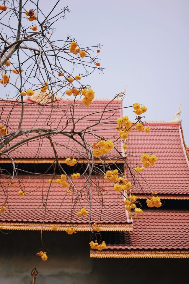 Laos, the lost paradise of Southeast Asia, has beautiful scenery everywhere in the Golden Triangle.