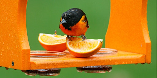 Orioles: How to Attract These Brilliant Backyard Birds | Wild Birds Unlimited