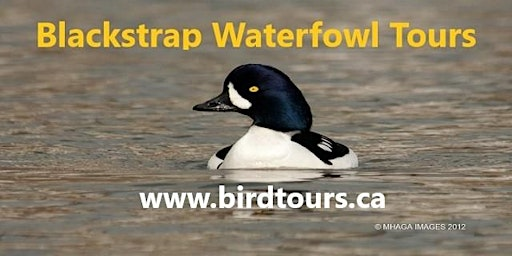 Blackstrap Lake Waterfowl Tour | Wild Birds Unlimited