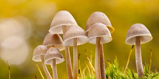 Fungi Identification | Nower Wood Educational Nature Reserve