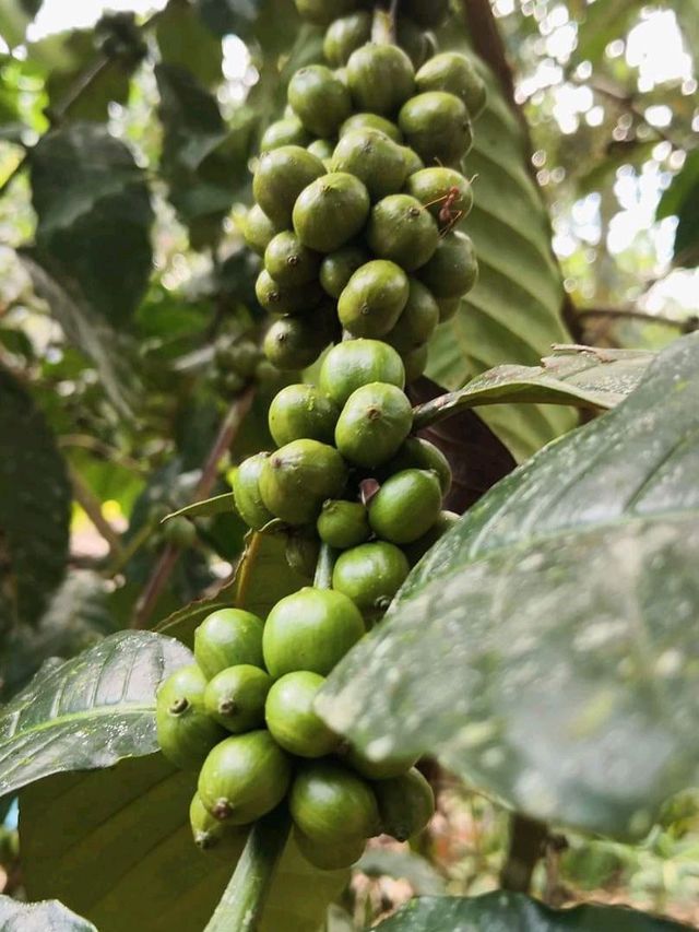 Gong Coffee ☕ Robusta คั่วมือเท่ๆ ที่กระบุรี