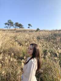 끝없는 갈대 밭, 제주 비양도🌾