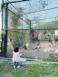 大棠有機生態園:近距離接觸各種小動物!