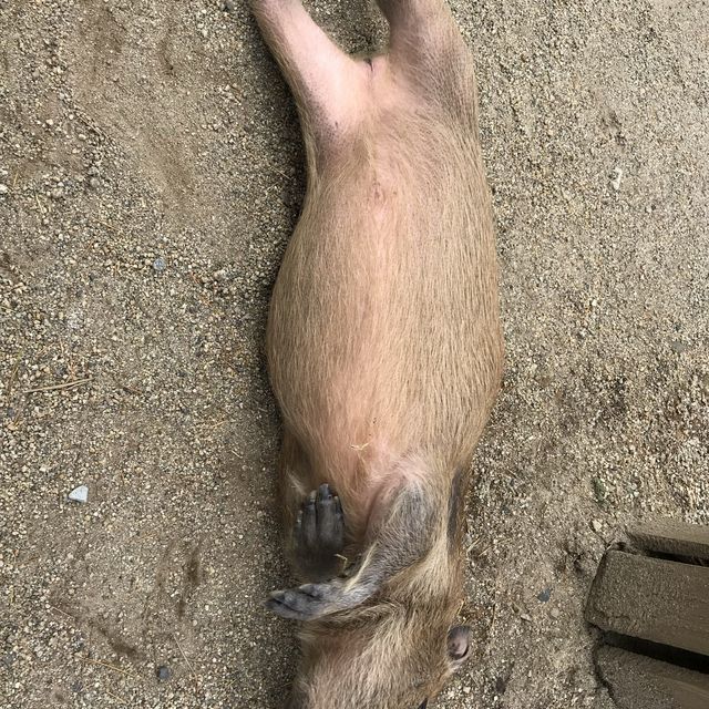 カビパラにハマれた  