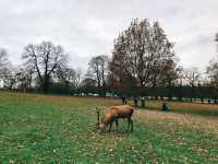 英國Nottingham Wollaton Park - 蝙蝠俠與小鹿