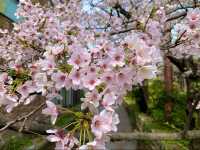 京都　KYOTO SAKURA桜めぐり❗️高瀬川沿いの桜に感動❗️