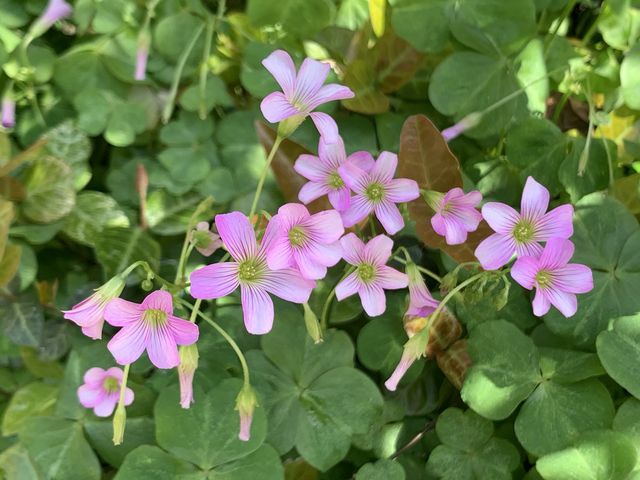 遊香港．將軍澳賞花好去處