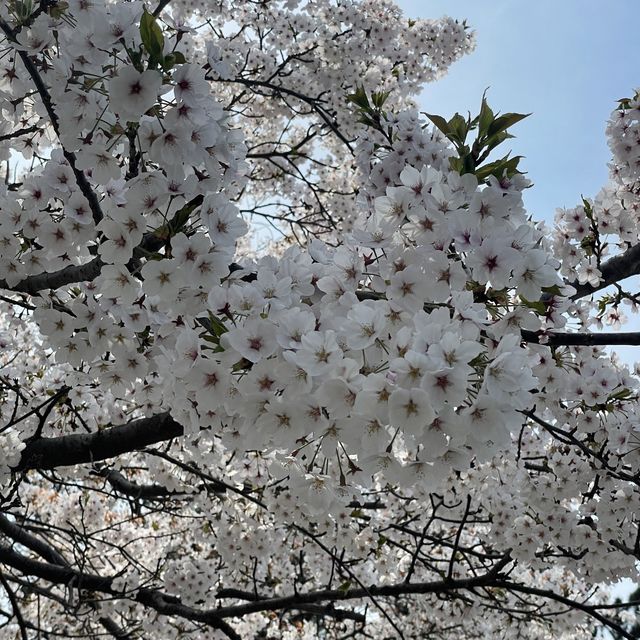 태안 꽃구경 천리포 수목원💐💖