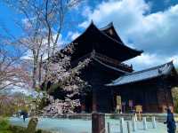 京都　SAKURA 桜めぐり❗️南禅寺の桜に感動❗️