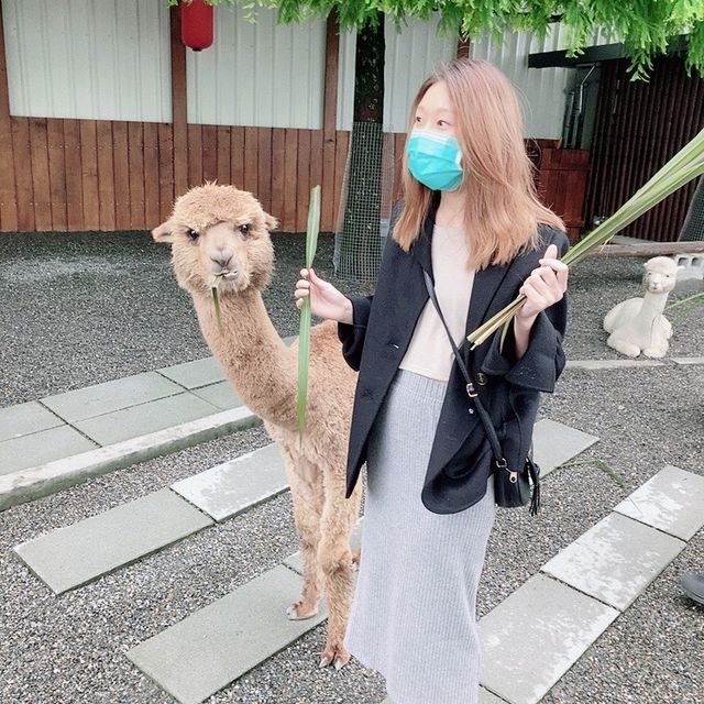 宜蘭「張美阿嬤農場」餵食Q萌水豚君 