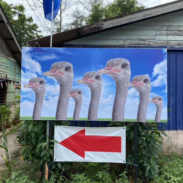 Why ostrich bottoms are Botak?