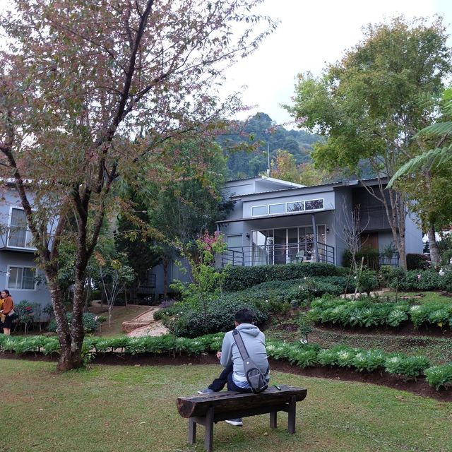 หนาวนี้ ที่ ปางอุ๋ง เเละ อินทนนท์ 