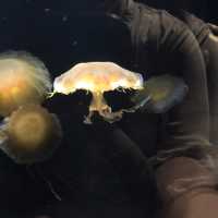 【クラゲ水族館】　2022お盆に行ってみた！