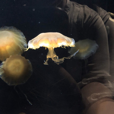 くらげ 春を告げる ドフラインクラゲ展示開始 | すさみ町立エビとカニの水族館