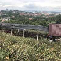 Saudagar Nanas Agrofarm, lokasi menarik!