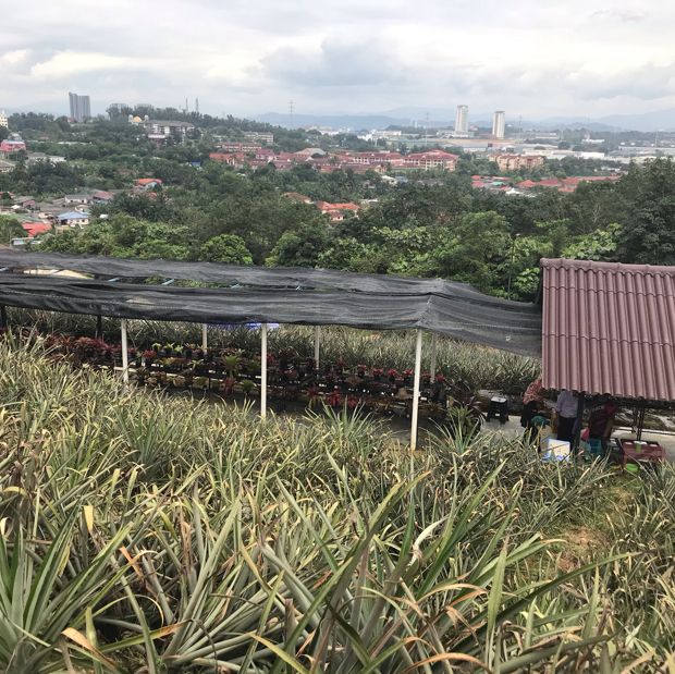 Saudagar Nanas Agrofarm, lokasi menarik!