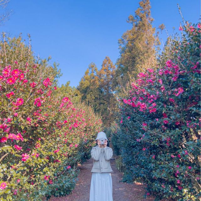 제주도는 아직도 동백가득🌺