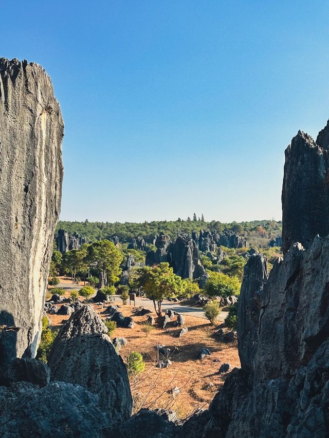 Stone Forest 