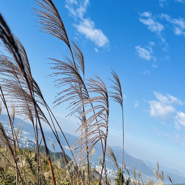 黃牛山尋芒草之旅