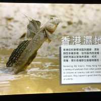 香港濕地公園