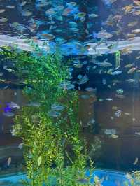동심을 찾아서! 🐠코엑스 아쿠아리움🐠