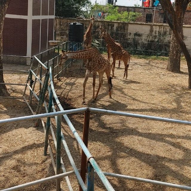 Bangladesh Dhaka International zoo 