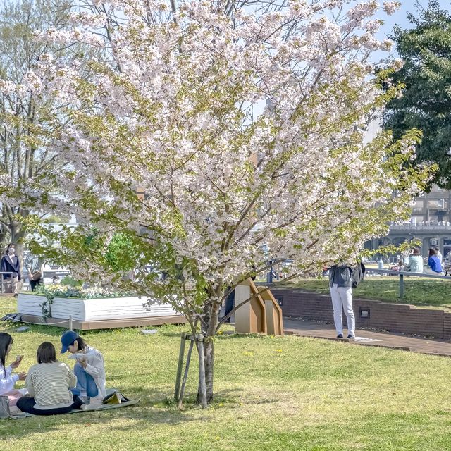 象の鼻パーク入り口付近の桜