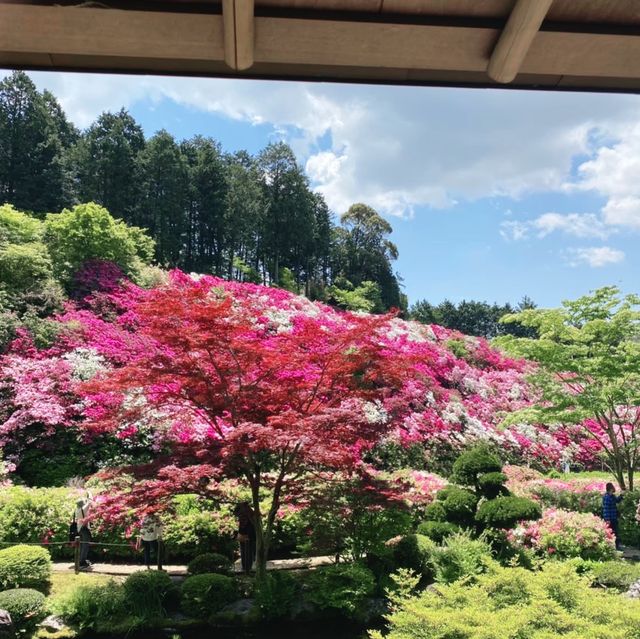 【京都】2万株のツツジが咲き誇る三室戸寺を散策！