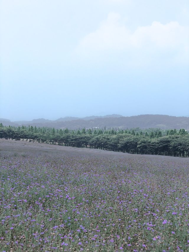아그로랜드 수레국화 보러 나들이 가요 💙