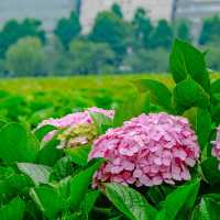 不忍池の紫陽花巡り