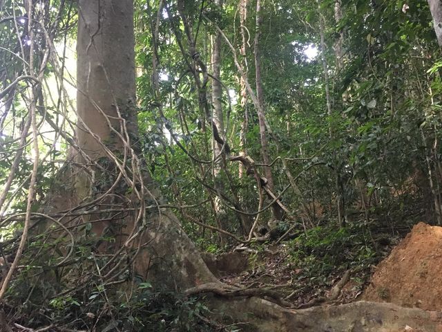 The oldest, biggest rainforest in malaysia 