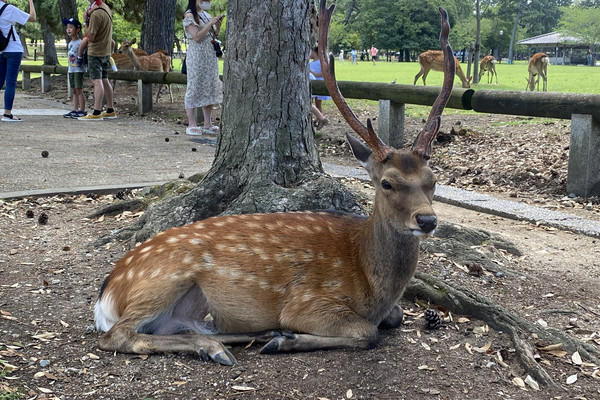 赤い鹿 大きな赤い鹿の鹿が頭を高くして誇らしげに立っています。 | Premium写真