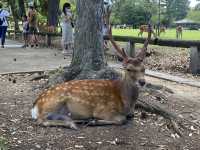 奈良公園の鹿たち🦌
