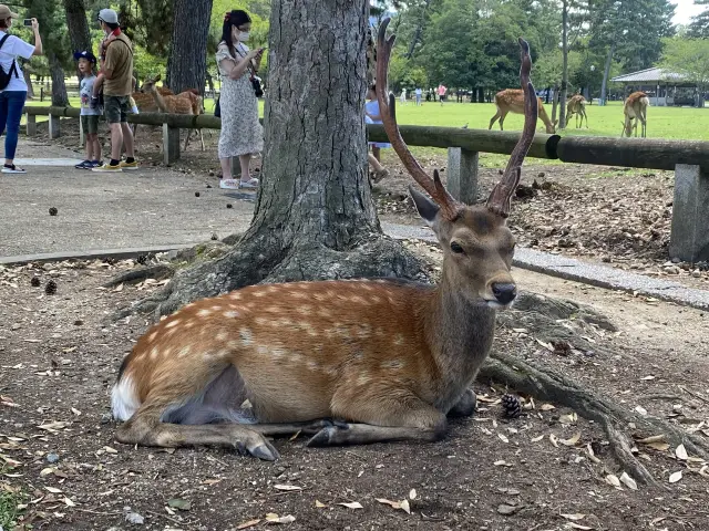 奈良公園の鹿たち🦌