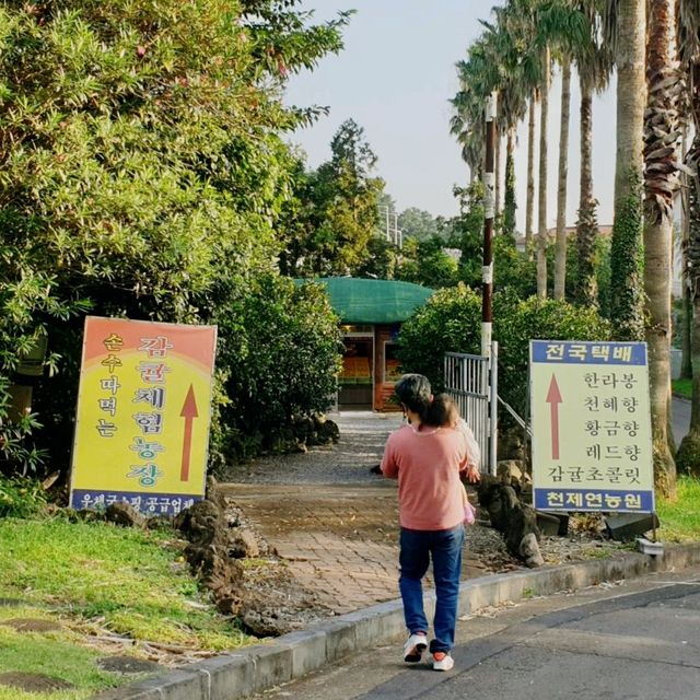 제주 가족여행 감귤따기체험 천제연농원 다녀왔어요