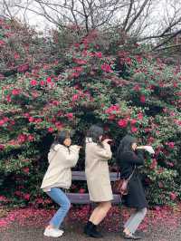 곧 🌺동백🌺 시즌이니 서귀포 카멜리아힐로 달려가세요✨