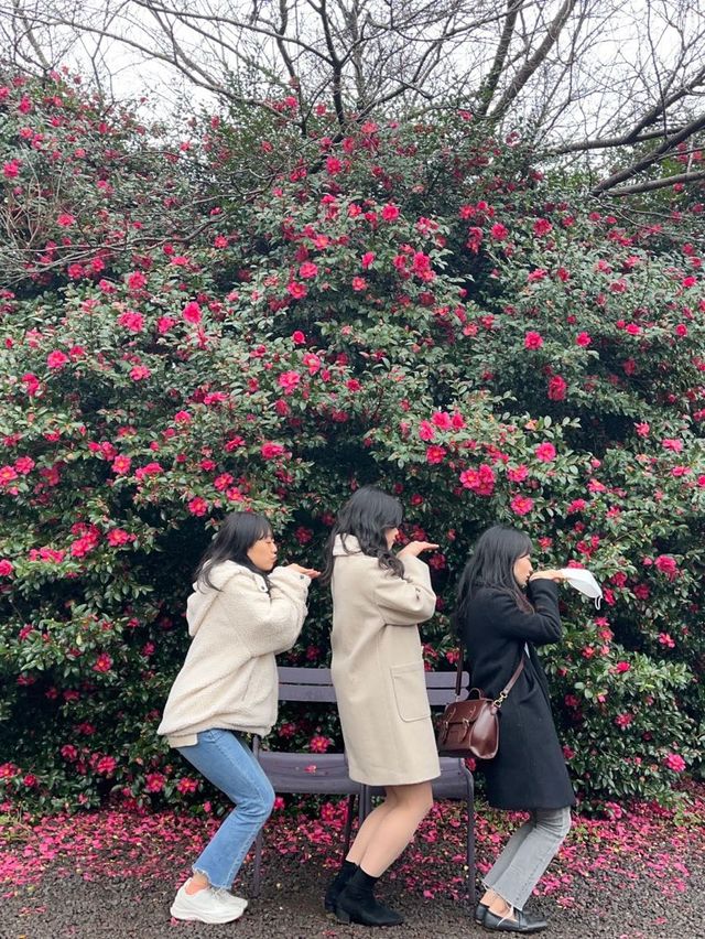 곧 🌺동백🌺 시즌이니 서귀포 카멜리아힐로 달려가세요✨